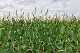 На 1 июня яровыми зерновыми в России засеяно 27,9 млн га или 95,7% к прогнозной площади