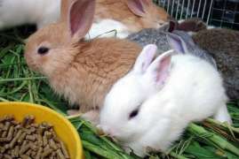 Кролиководческая ферма в Смоленской области расширит мощности