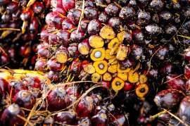 Запрет на экспорт пальмового масла из Индонезии не отразится на пищевой отрасли РФ - эксперты