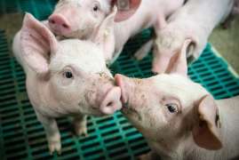 Цена комбикормов для свиней в России в ноябре 2021г. составила 22,9 тыс.руб./т