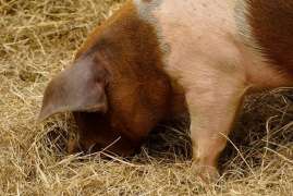 Производство свиней в сельхозорганизациях РФ за 2 месяца выросло на 7%