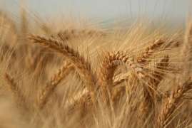 Российская пшеница дешевеет перед стартом нового сезона