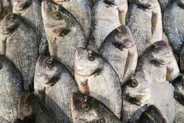 В Керчи открыли завод по производству рыбной муки и гранулированных кормов