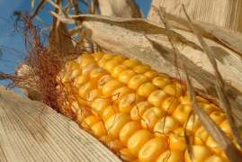 Эксперты Conab вновь повысили прогноз производства сои и кукурузы в Бразилии