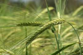 Российские аграрии к 9 июля увеличили сбор зерна на 34%