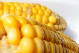 В августе Бразилия поставила за рубеж рекордный объем кукурузы