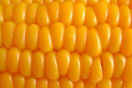 Прогнозы производства кукурузы и сои в США снижаются