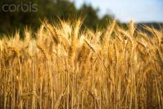 Минсельхоз: зерновые интервенции пройдут на НТБ после 15 сентября