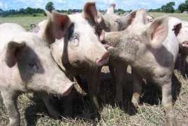 С начала года поголовье свиней в Краснодарском крае выросло на 13,4 тысячи