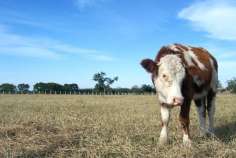 В Забайкалье уничтожили более 200 заболевших ящуром коров