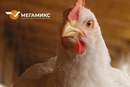 Выбираем между фитазой и…фитазой