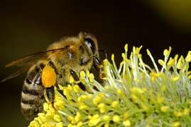 Белгородские ветврачи обеспокоены массовой гибелью пчел из-за отравления пестицидами