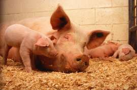 На Кубани построили свиноферму стоимостью 1,6 млрд рублей