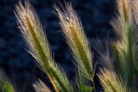 Рентабельность производства пшеницы в РФ в 2021 г. снизилась впервые за последние годы