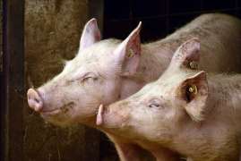В странах Европейского Союза прекратился рост цен на товарных свиней