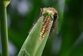 В Украине собрано более 10 млн тонн кукурузы
