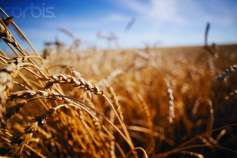 Минсельхоз РФ не исключает урожай зерна в 2016 г. в 113-116 млн т при благоприятной погоде