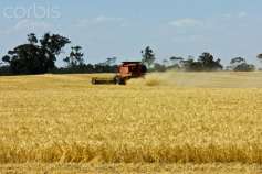 Амурская область планирует экспортировать в Китай до 300 тысяч тонн пшеницы
