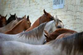 За 8 месяцев в России произвели 461 тонну комбикормов для лошадей