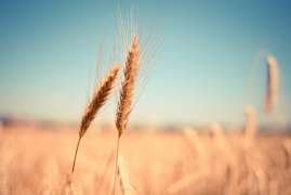 Пошлина на экспорт пшеницы из России с 16 по 21 июня вырастет до $131,6 за тонну