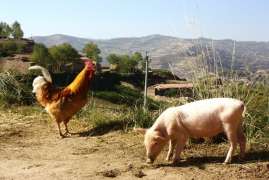 Вирус африканской чумы свиней распространяется в Амурской области 