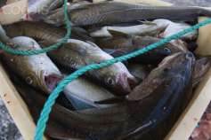 Власти Иркутской области стали поддерживать рыборазводные хозяйства