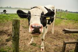 Агрохолдинг «Степь» вложит ₽12 млрд в четыре молочные фермы на Юге РФ