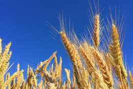 РФ к 16 августа собрала 69,1 млн тонн зерна