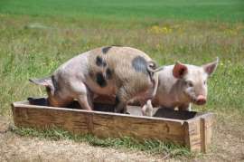 Очаг африканской чумы свиней обнаружен на юге Смоленской области 