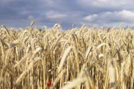 Пошлина на экспорт пшеницы из России с 13 мая снизится до $114,3 за тонну