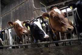 Предприятия Кубани в 2020 году произвели рекордные 1,5 млн тонн молока