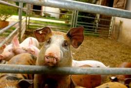 Русагро в первой половине 2020г планирует начать в Приморье масштабный проект по производству свинины