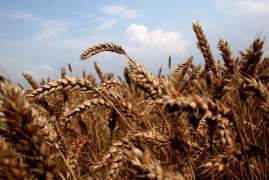 В Беларуси убрано 36% зерновых, намолочено 3 млн тонн зерна
