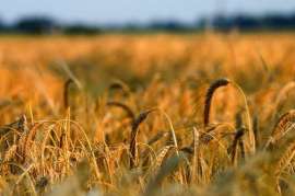 В Украине собран первый миллион тонн зерна нового урожая