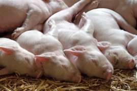 Россия запретила импорт свиней из Южной Кореи из-за АЧС