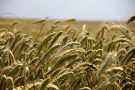 Минсельхоз: Цены на зерно стабилизируются и пойдут вниз