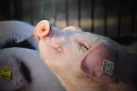 В 2021 году «Дымов» планирует запустить товарную свиноферму в Ивановской области