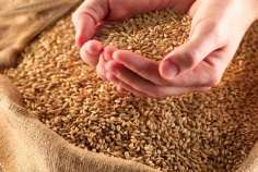 Урожай зерна в России впервые в новейшей истории превзойдет мощности хранения