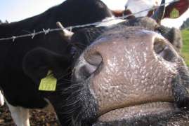 «Эко-Клевер» планирует запустить в Татарстане производство кормовых добавок