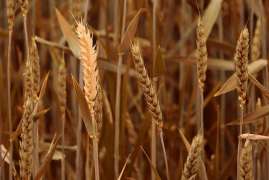 Экспорт пшеницы из ЕС в текущем сезоне вырос более чем на 10%