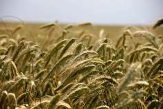 В Оренбургской области собрано 1 млн тонн зерна