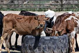 Кабмин включил производство племенного скота и кормов в федеральную программу 