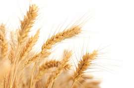 В Российском зерновом союзе оценили рост цен на пшеницу в мире