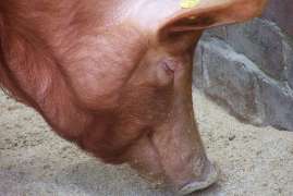 В Новгородской области выявлен новый очаг африканской чумы свиней
