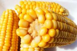 IGC снизил прогноз мирового урожая кукурузы в сезоне-2020/21