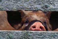 В Пензенской области выявили вспышку африканской чумы свиней