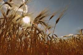 Экспорт украинского зерна в августе превысил 5,5 млн тонн