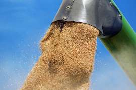 Абрамченко поручила выяснить причины роста цен на пшеницу