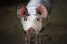 В 2021 году Китай увеличил объем производства свинины на 28,8%