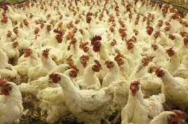 СМИ: в Индии забьют более 25 тыс. домашних птиц из-за вспышки птичьего гриппа